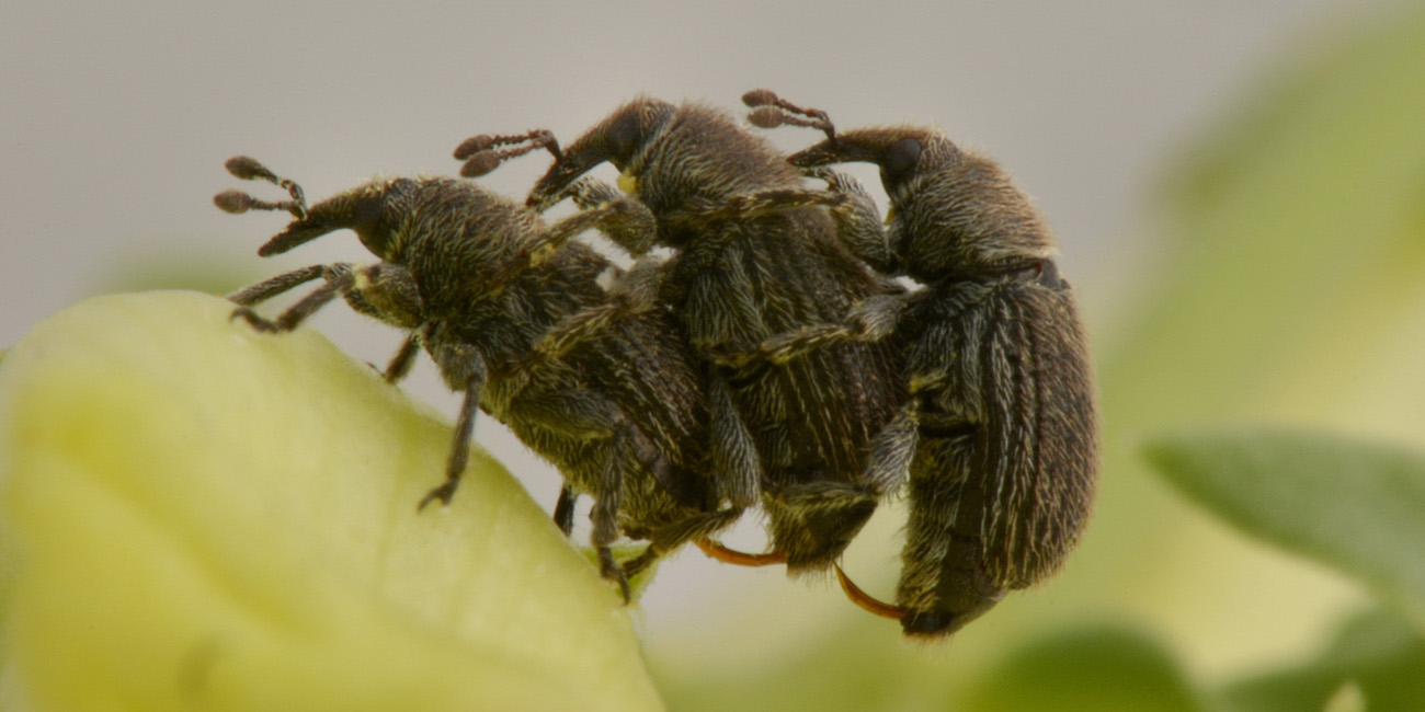 Curculionidae:  Rhinusa sp?  S, Rhinusa neta neta